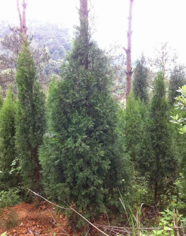 Himalayan Cypress Wood Essential Oil (Vietnam)