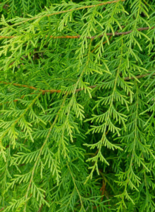 Weeping Cypress Wood Essential Oil